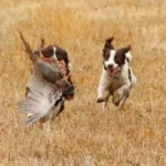 A brown and white dog runs through a field, chasing a bird that is flying close to the ground.