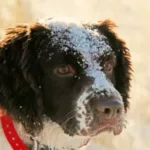 A black and white dog with snow on its face wears a red collar and looks off to the side against a light, outdoor background.