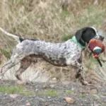 A black and white hunting dog with a green collar carries a pheasant in its mouth while walking outdoors.