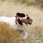 A white and brown dog with a red collar runs through tall grass carrying a small animal in its mouth.