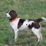 A black and white dog with an orange collar stands alert on grassy ground.