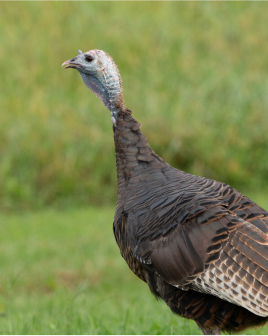 A wild turkey stands on grassy ground, displaying its brown and white feathers and distinctive bare head.