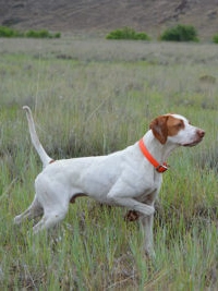 A white and brown dog with an orange collar stands alert in a grassy field, lifting one front paw.