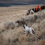 Dogs chasing game in grassland