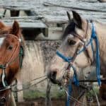 Two horses with harnesses in focus.