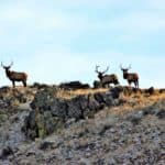 Three elk standing on rocky terrain.