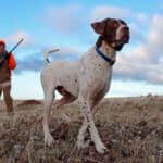 Hunting dog in open field.