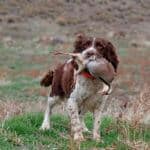 Dog proudly holding a bird.