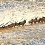 Herd of deer walking on snow