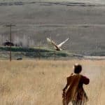 Person watching bird in field