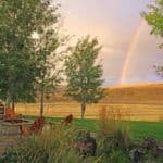 A rainbow after the rainstorm