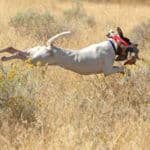 Dog running in a grassy field.