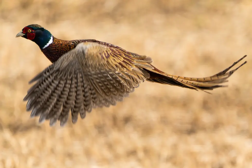 A pheasant takes flight