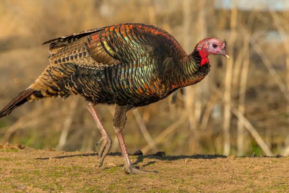 Wild turkey walking on the ground