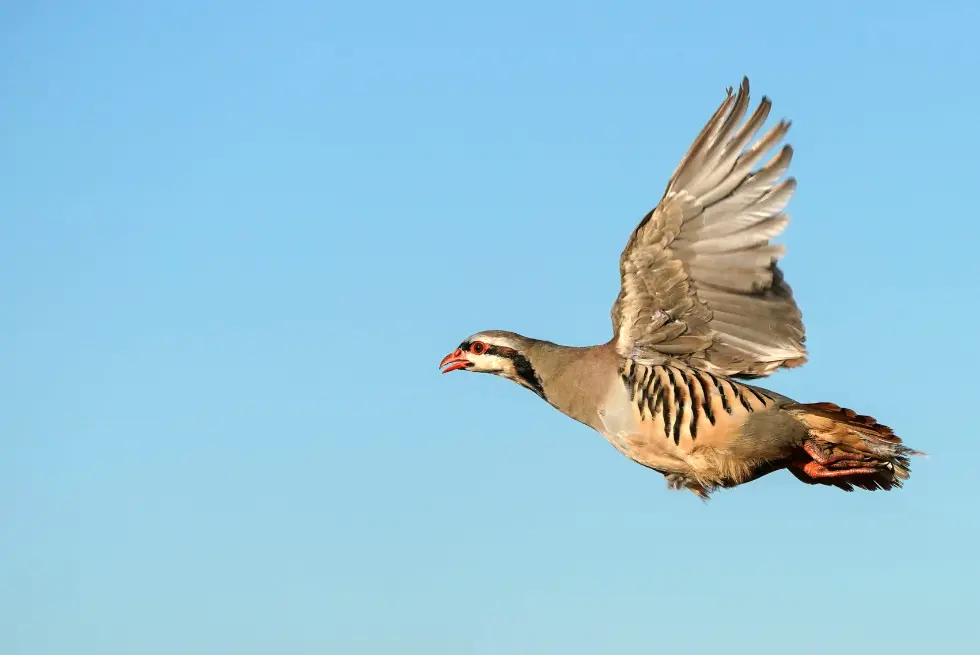 Chukar soaring against clear blue sky