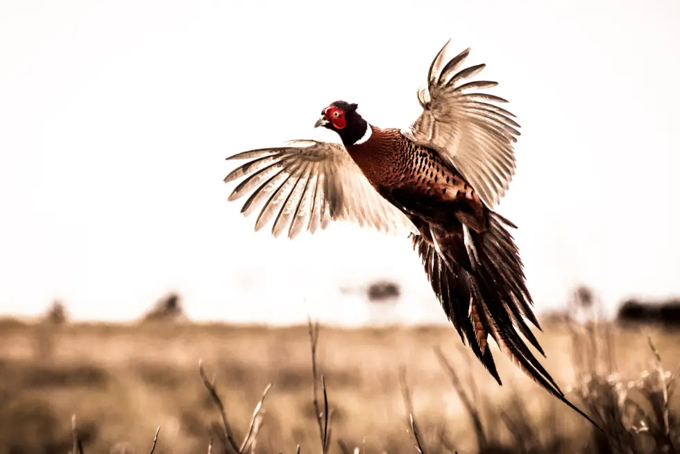 Pheasant soaring through air