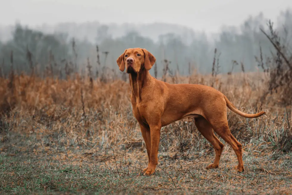 Hunting dog standing in a field