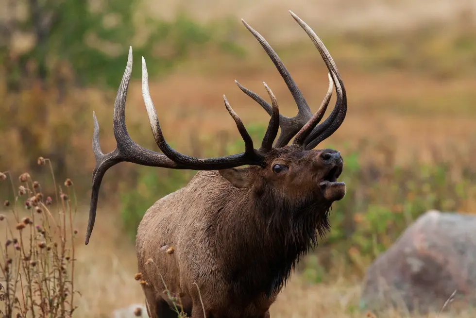 Majestic elk with impressive antlers.