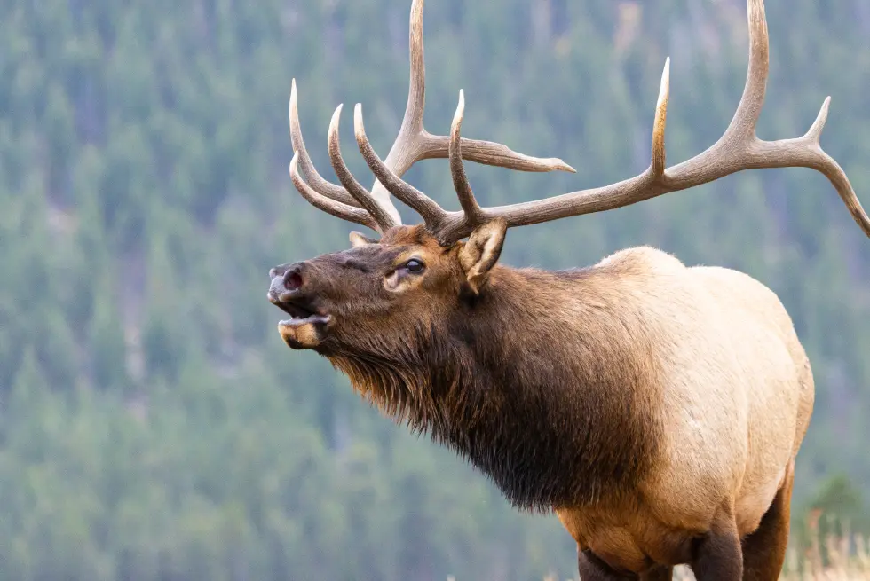 Elk with impressive antlers in nature
