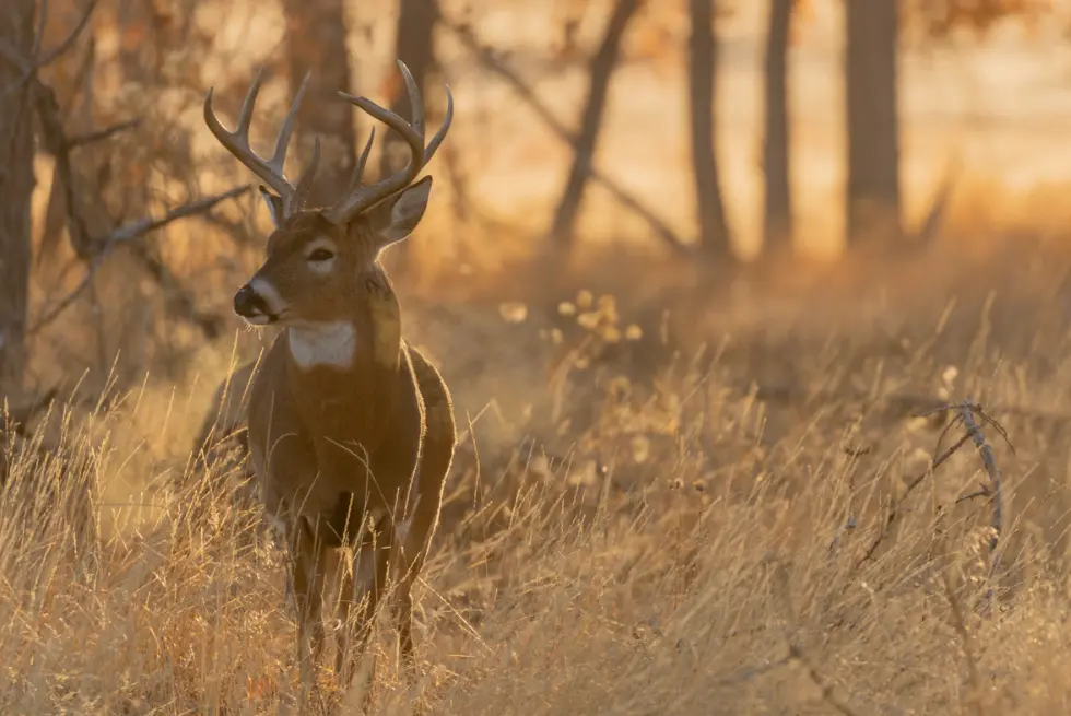 Buck standing in golden grass