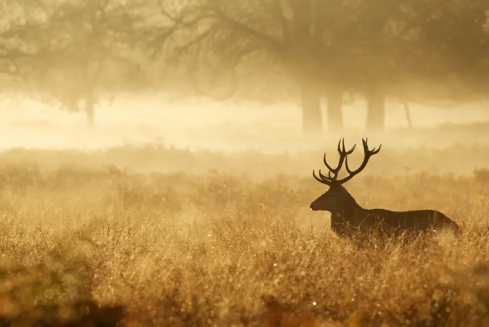 Silhouetted deer in misty landscape.