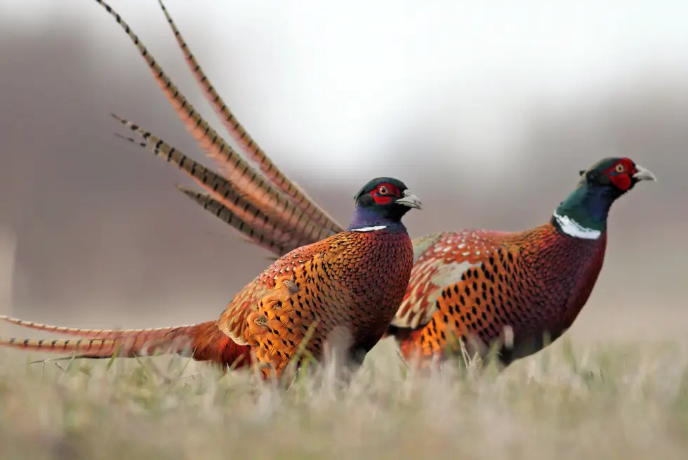 Pheasants in the field