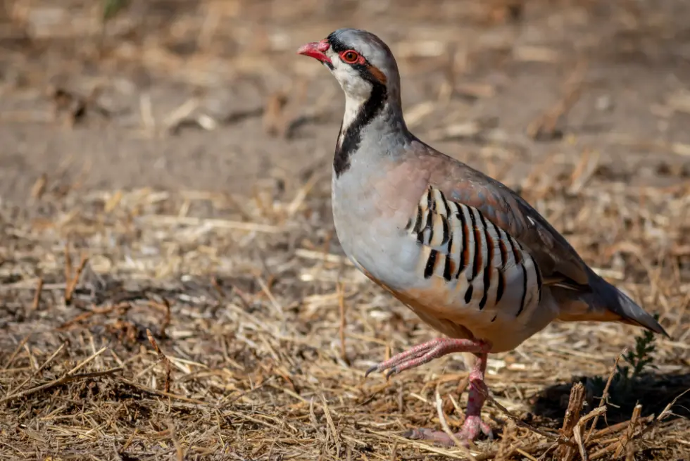 A chukar pokes its head up cautiously