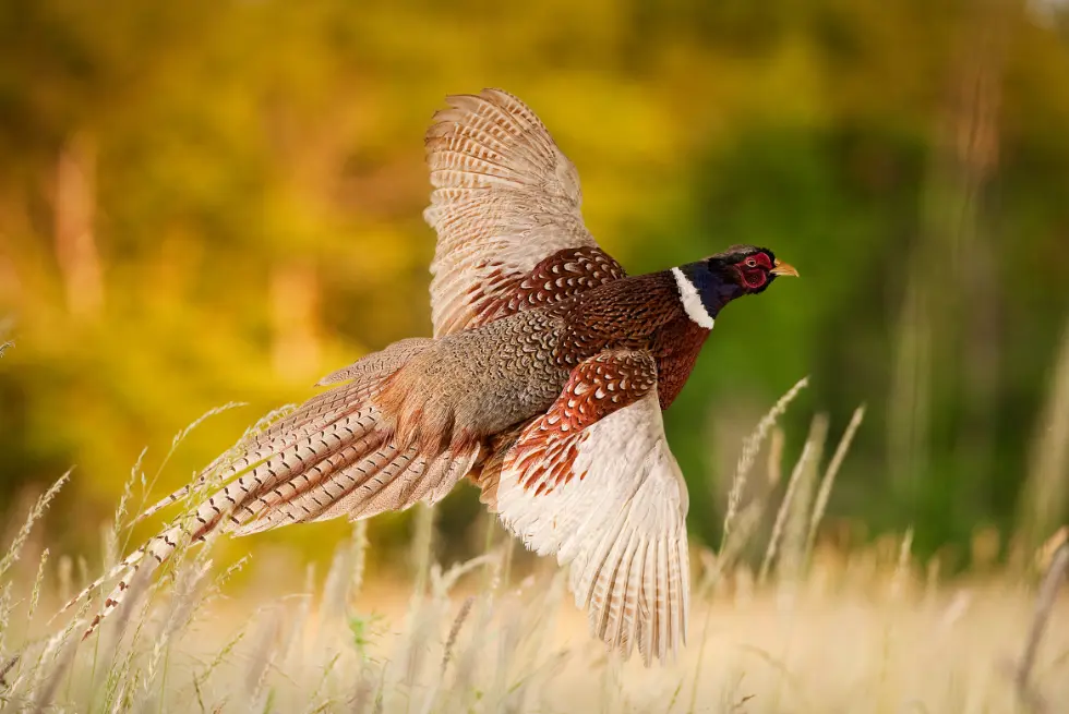 A pheasant takes flight
