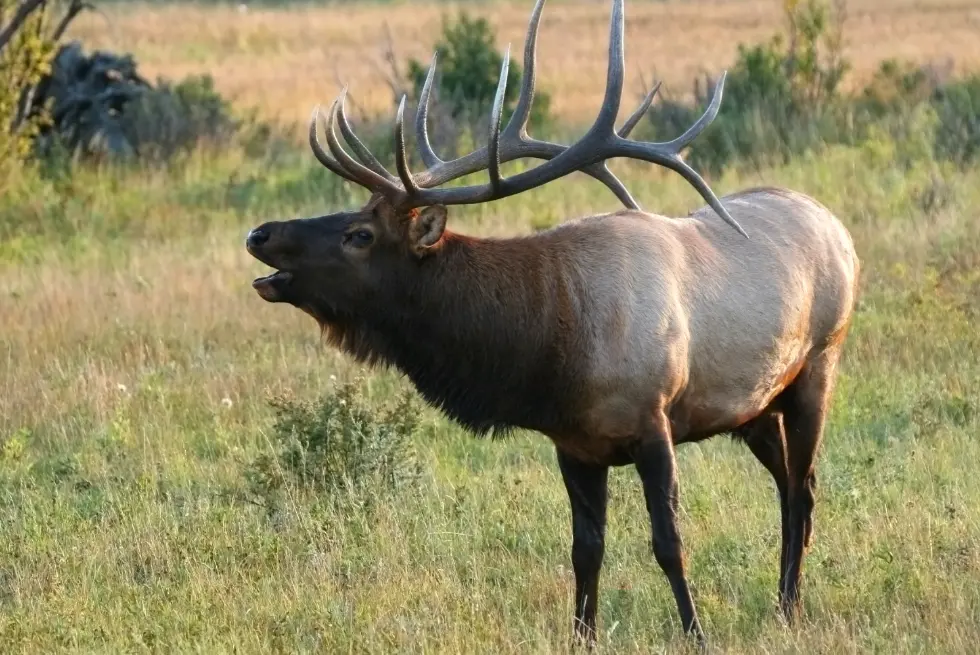 An elk bugles to the cows