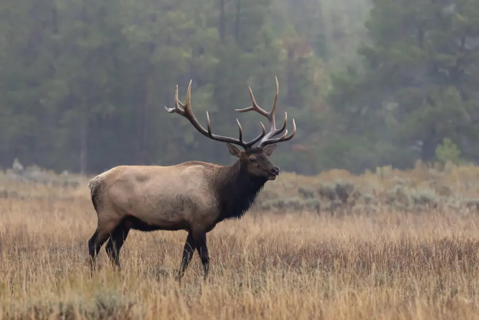 A magnificent elk in a meadow