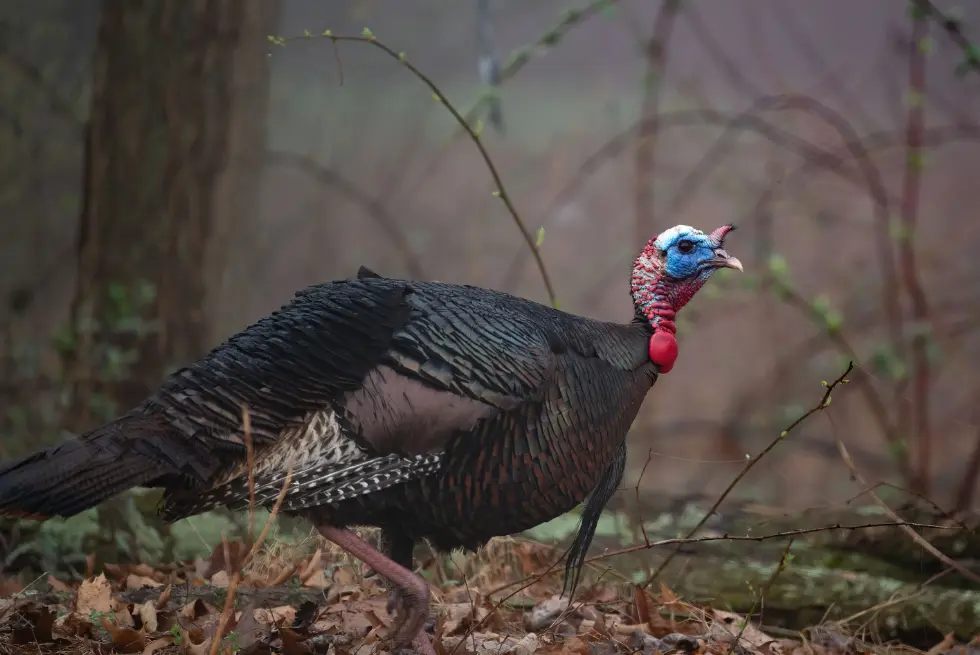 A wild turkey in the woods
