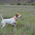 Dog standing alert in grassy field
