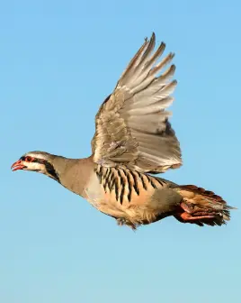 Chukar in flight